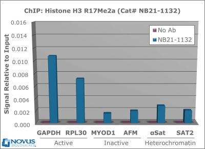 Chromatin Immunoprecipitation: Histone H3 [Asym-dimethyl Arg17] Antibody [NB21-1132] - 2 ug of NB21-1132 was used to IP DNA from fixed Hela cells alongside a no antibody (No Ab) control. DNA was measured by qRT-PCR and normalized to total input (input=1).